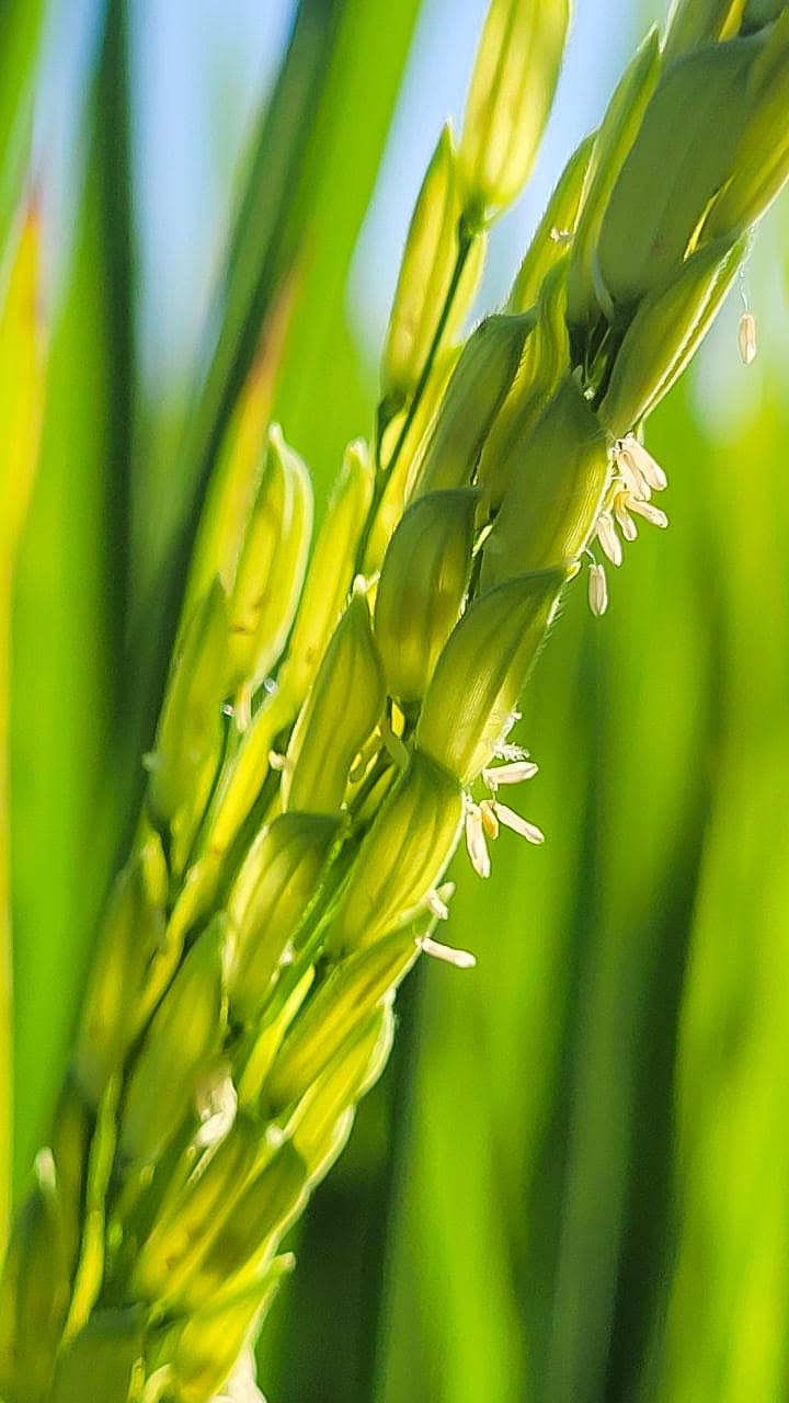 Presd Rice ProRice – Rice professionals ready to help you grow.